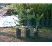 Araucaria